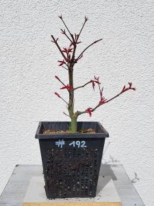 Fächerahorn - Acer deshojo