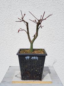 Fächerahorn - Acer deshojo