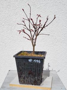 Fächerahorn - Acer deshojo