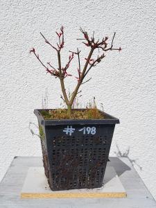 Fächerahorn - Acer deshojo