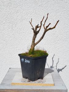 Winterlinde - Tilia cordata