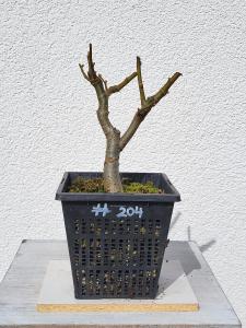 Winterlinde - Tilia cordata