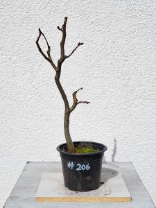 Winterlinde - Tilia cordata