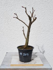 Winterlinde - Tilia cordata