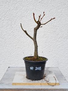 Winterlinde - Tilia cordata