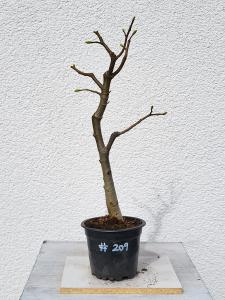 Winterlinde - Tilia cordata