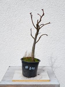 Winterlinde - Tilia cordata