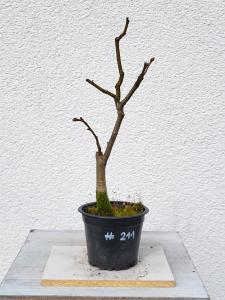 Winterlinde - Tilia cordata