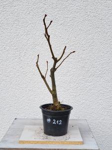 Winterlinde - Tilia cordata