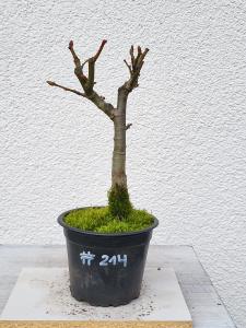 Winterlinde - Tilia cordata