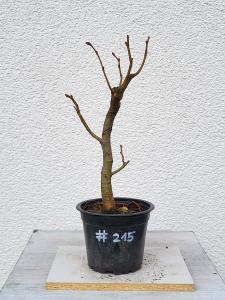 Winterlinde - Tilia cordata