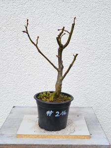 Winterlinde - Tilia cordata