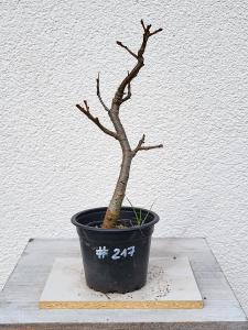 Winterlinde - Tilia cordata