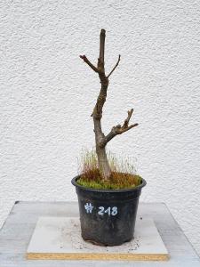 Winterlinde - Tilia cordata