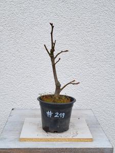 Winterlinde - Tilia cordata