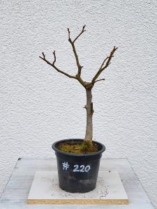 Winterlinde - Tilia cordata