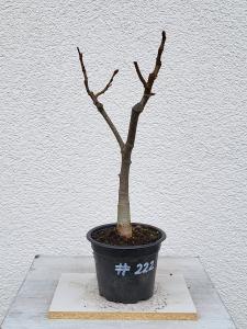 Winterlinde - Tilia cordata