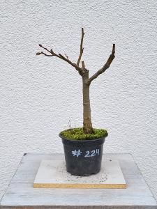 Winterlinde - Tilia cordata