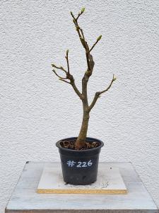 Winterlinde - Tilia cordata