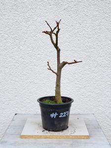 Winterlinde - Tilia cordata