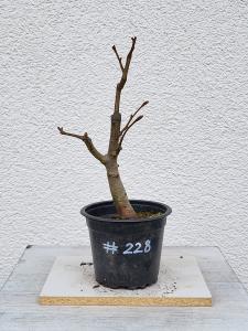 Winterlinde - Tilia cordata