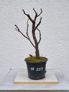 Winterlinde - Tilia cordata