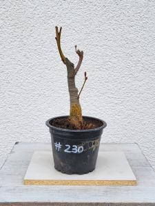 Winterlinde - Tilia cordata