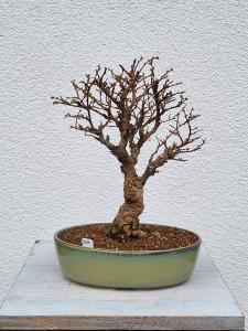 Japanische Ulme - Zelkove nire