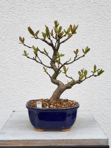 Glanzmispel - Pourthiaea villosa