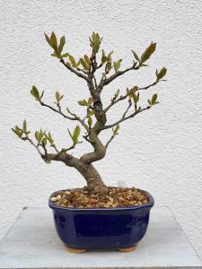 Glanzmispel - Pourthiaea villosa