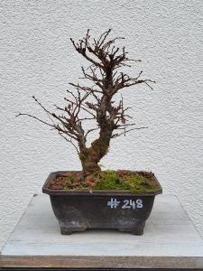 Japanische Ulme - Zelkove nire