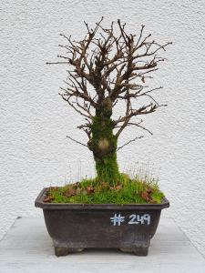 Japanische Ulme - Zelkove nire