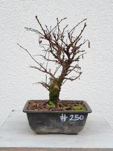 Japanische Ulme - Zelkove nire