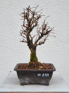 Japanische Ulme - Zelkove nire