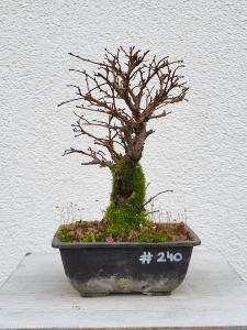 Japanische Ulme - Zelkove nire