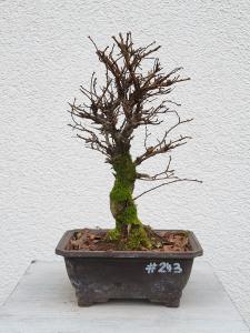 Japanische Ulme - Zelkove nire