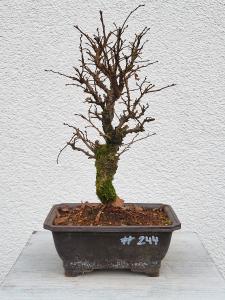 Japanische Ulme - Zelkove nire