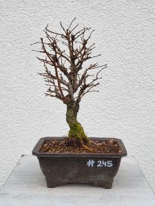 Japanische Ulme - Zelkove nire