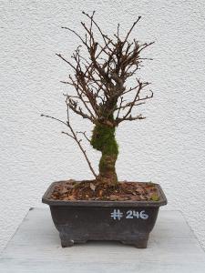 Japanische Ulme - Zelkove nire