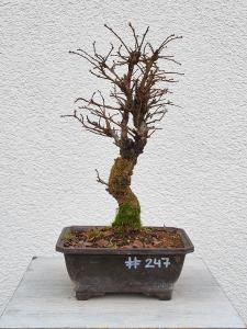 Japanische Ulme - Zelkove nire