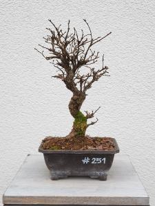 Japanische Ulme - Zelkove nire
