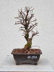 Japanische Ulme - Zelkove nire