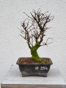 Japanische Ulme - Zelkove nire