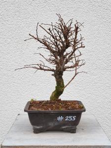 Japanische Ulme - Zelkove nire