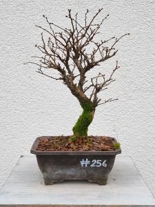 Japanische Ulme - Zelkove nire