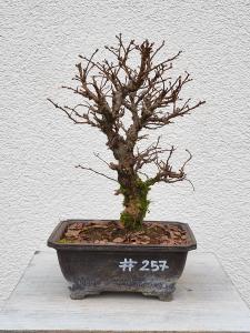 Japanische Ulme - Zelkove nire