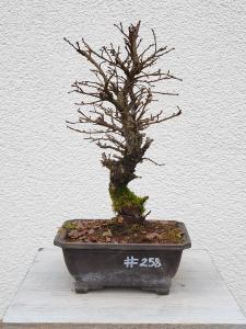 Japanische Ulme - Zelkove nire