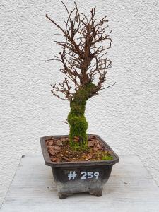 Japanische Ulme - Zelkove nire