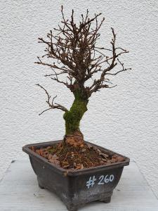 Japanische Ulme - Zelkove nire