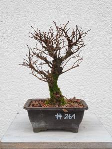 Japanische Ulme - Zelkove nire